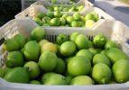 Limon bu yıl da cep yakacak