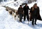 Mahsur kalan koyunların zorlu yolculuğu