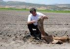 Maraşlı çiftçi antik fil fosili buldu