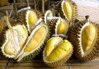 Meyvelerin kralı: Durian (Duryan)