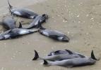 Onlarca yunus balığı kıyıya vurdu