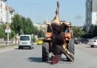 Kesilen boğa traktör vincinde böyle taşındı