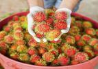 Rambutan nedir? Nasıl yenir?
