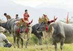 Bali'de Buffalo yarışları