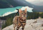 Seyahat fotoğraflarıyla fenomen olan kedi Suki ile tanışın! 