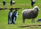 Birbirinden ilginç enteresan fotoğraflar