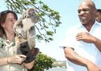 Koca Mike Tyson da koaladan korkarsa...