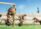 Karıncaların futbol maçı! / GALERİ