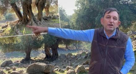 Dünyada sadece 4 ülkede yetişiyor biri Türkiye’de! Gizemi hala çözülemedi