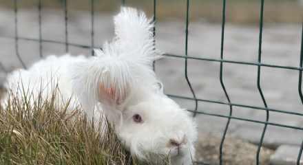 Nesli t&uuml;kenmişti: G&ouml;ren g&ouml;zlerine inanamıyor! Koyun değil tavşan