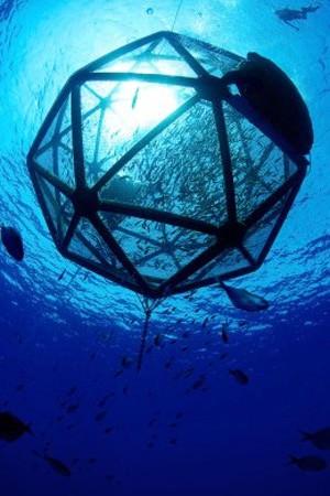 Hawaii merkezli deniz tarımı şirketi Kampachi Farms, çevreye zarar vermeden suşi yemek isteyenler için bir teknik geliştirdi. 30 metrelik bakır alaşımlı kafesleri balıklarla doldurup okyanusa salan şirket binlerce ton sashimi yapılabilecek kampachi üretmeyi planlıyor.