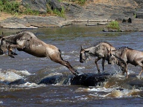 <p>Kenya'da bulunan Masai Mara Nehri ilgi çeken bir ava sahne oldu.</p>
