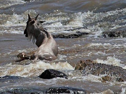 <p>Nehirde pusuya yatmış şekilde bekleyen aç timsah 50'ye yakın antilopun bulunduğu sürünün nehirden geçmek üzere hareket ettiği anda saklandığı yerden çıkarak gözüne kestirdiği bir antilopa saldırdı</p>
