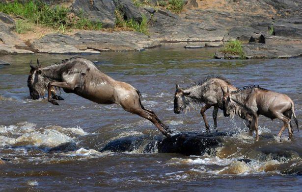 <p>Bu inanılmaz avın kareleri, Fransız fotoğrafçı Laurent Renaud tarafından Kenya'nın Masai Mara bölgesinde çekildi...</p>

<p> </p>
