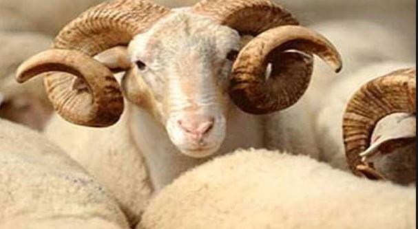 <p><strong>KURBAN BAYRAMI AREFESi</strong><br />
1/2 GÜN<br />
11 EYLÜL<br />
PAZAR</p>
