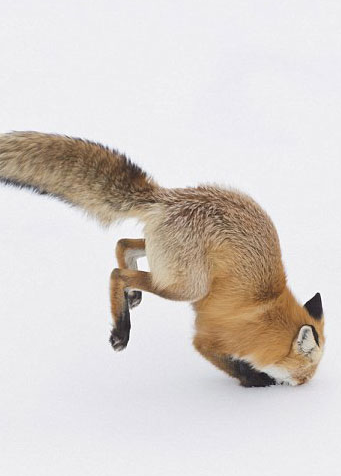 <p>Tilki karın altında bulunan farenin sesini takip ediyor ve sı&ccedil;rayıp karın altına dalıyor.</p>
