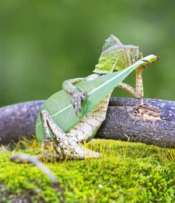 <p>Gitar çalan bukalemun</p>
