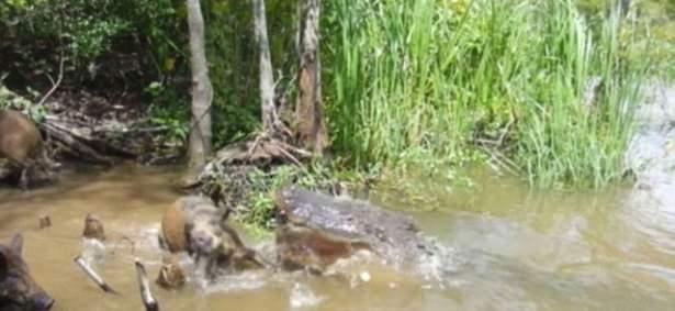 <p><strong>Turistlerin acımasız eğlencesi!</strong></p>

<p>Önce bataklık kenarındaki domuz sürüsünü izleyen turistler daha sonra kurnaz bir plana girişti.</p>

