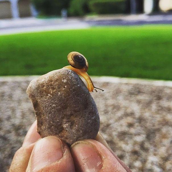 <p>Transparan salyangoz</p>
