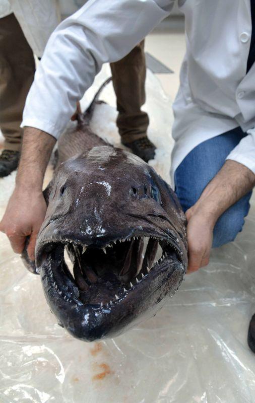 <p>Muğla'nın Datça ilçesinde ağlara takılan "yağ balığı" olduğu anlaşılırken, uzunluğuyla Türkiye sularında ilk kez görüldüğü belirlendi.</p>

<p> </p>
