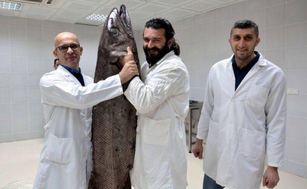 <p>Balıkçılar tarafından teslim edildiği Muğla Sıtkı Koçman Üniversitesi Su Ürünleri Fakültesi'nde incelenen balığın, okyanuslarda görülen "yağ balığı" olduğu belirlendi.</p>

<p> </p>
