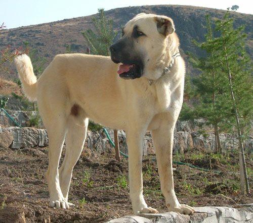 <p>KIF Asbaşkanı Dr. Ümit Özkanal, AA muhabirine yaptığı açıklamada, KIF'ın 2006'da 5 dernek tarafından Türkiye'deki köpek ırklarını dünyaya tanıtmak ve onları tescillenmek amacıyla kurulduğunu belirterek, şu anda KIF'a 22 derneğin üye olduğunu kaydetti.</p>
