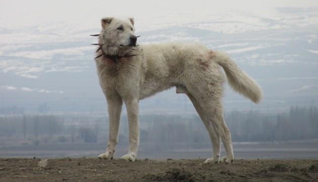 <p><strong>KÖPEK IRKLARI VE ÖZELLİKLERİ</strong></p>

<p><strong>Akbaş</strong></p>

<p>İri cüsseli, atletik yapılı, dururken ve hareket halinde son derece güzel ve zarif. </p>
