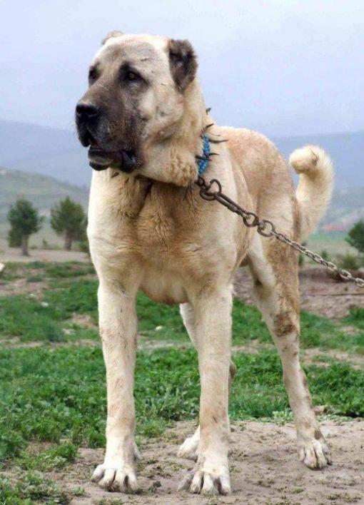 <p><strong>Kangal</strong></p>

<p>Kangal, Türk çoban köpekleri ırkından ve Asya Çoban Köpeği ailesinden.</p>
