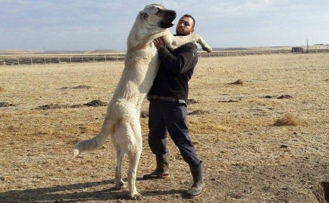 <p>Bu köpeklerin Oğuz Türklerinin 250 yıllık göçleri sırasında Anadolu'ya geldikleri biliniyor.</p>
