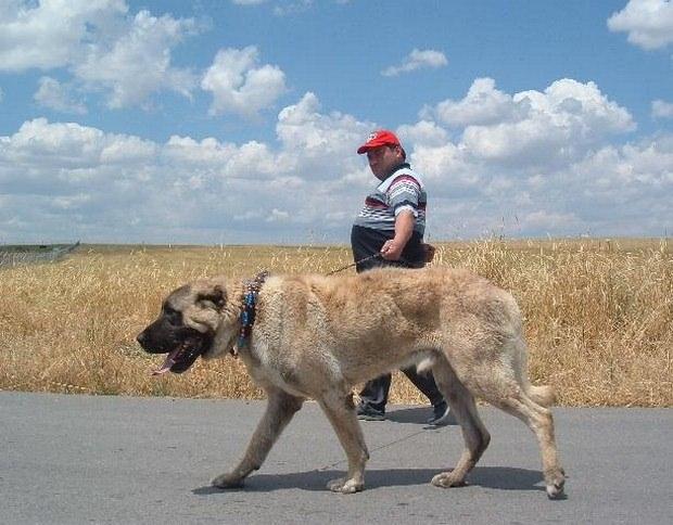 <p>Küçük baş hayvan yetiştiriciliğiyle uğraşan Oğuz Türklerinde kangallar hayvan sürülerinin ve kendi yaşam alanlarının korunmasında kullanıldı ve kullanılmaya devam ediliyor.</p>
