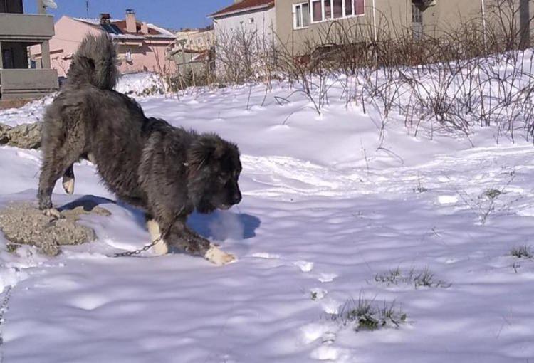 <p>Kars, Ardahan, Artvin, Erzurum, Ağrı, Iğdır bölgelerinde yetişen, saflığı tescil edilmiş, bölge şartlarına uyumlu, zeki bir çoban köpeği.</p>
