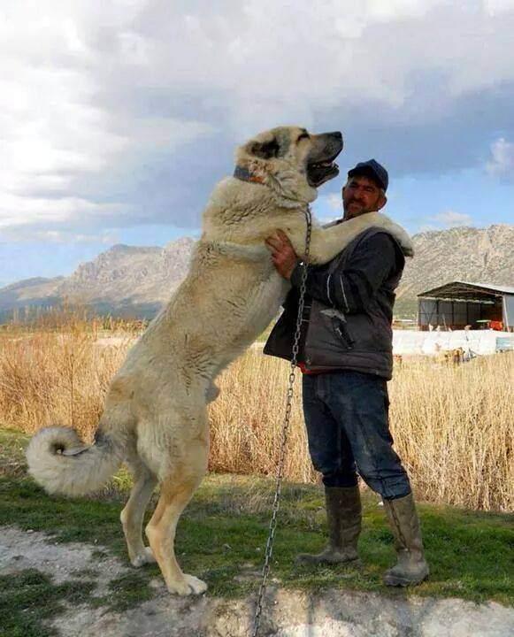 <p><strong>Aksaray malaklısı</strong></p>

<p>Malaklı köpeklerine Aksaray İlinde yetiştiği, Anavatanı bu bölge olduğu için Aksaray Malaklısı (Aksaray köpeği) da denir.</p>
