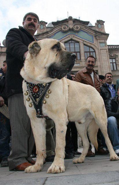 <p>Bu Coğrafyada yüzyıllardır insanların en önemli geçim kaynağı hayvancılıktır, bu yüzden çok sayıda küçükbaş ve büyükbaş hayvan sürüleri bulunmaktadır. Bu sürülerin koruma ve bekcilik (güdülmesi) eski çağlardan beri bu bölgenin kendi köpekleri ile yani Malaklı köpekleri tarafından yapılmaktadır.</p>

<p> </p>
