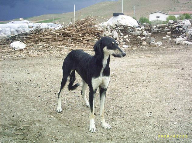 <p><strong>Türk tazısı</strong></p>

<p>Türkiye'deki köpek ırkları içinde en az nüfusa bu ırk sahiptir.Bu ırka dair bilgiler 16.yüzyıla kadar dayanmaktadır.Bir minyatürde Kanuni Sultan Süleyman'ın şehzadelerinden biri, Türk tazısı ile avlanırken resmedilmiştir. Bu ırkın atalarının Kırgız tazısı olduğu sanılmaktadır.Orta Asya'dan Anadolu'ya yapılan göçler esansında getirildiklerine inanılmaktadır.İran Saluki Tazısı'na benzemektedirler fakat ondan daha iridir.<br />
Türk Tazısının yurt dışına çıkarılmasında Askeri Veteriner Okulu ve Eğitim Merkezi Komutanlığının izni gerekmektedir. Özelikle tavşan avında kullanılmak üzere üretilen bir köpek türüdür. Türkiye'nin Güney kesimlerinde rastlanır. Diğer Türk çoban köpekleriyle birlikte Anadolu kültüründe önemli bir yere sahiptirler. Nadir rastlanan bir türdür.</p>
