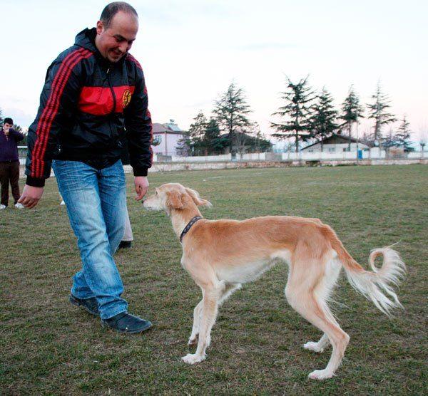 <p>Oldukça sakin bir karaktere sahip bu köpekler avlanmada başarıları yüksektir.İz sürmede ve avın yerini işaret etmede oldukça iyidirler.Soğuk mevsimlerde üşümesini engellemek için sırtına çul veya örtü sarılır.Türk Tazısı, bıldırcın, keklik, tavşan ve tilki avının yapıldığı, Orta ve Güney Anadolu'nun sulak yörelerinde bulunur.</p>
