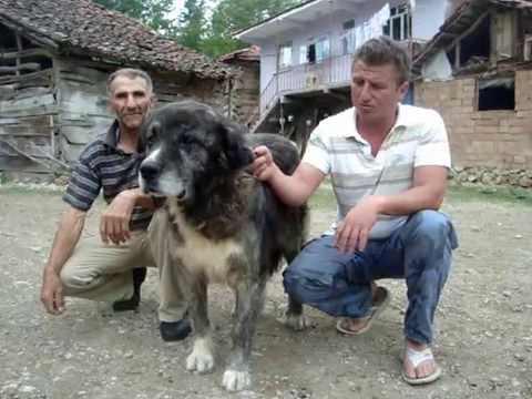 <p><strong>Karadeniz dağ köpeği</strong></p>

<p>Samsun, Ordu, Giresun, Trabzon, Rize ve Artvin merkezli çoban köpekleridir. Genellikle yüksek dağlarda ve yaylalarda sürü korurlar. Karadeniz'de yaylalarda ve yüksek dağlarda çobanlık yapanlar. Genelde kangal yerine bu köpeği kullanırlar. Bu köpekler korkusuzca bir kurda veya bir ayıya saldırabilir. Sürü korumada çok başarılıdırlar.</p>
