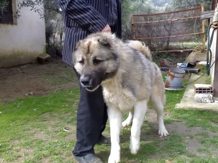 <p>Güçlü ve sağlam bir karakteri vardır. Karadeniz insanının bir anlık sinirli yapısı gibi Karadeniz dağ köpeği de agresif bir köpektir ve Karadeniz insanının vatan aşkı gibi sahibine bağlıdır. Yabancılara karşı çok kuşkuludur ve saldırgandır. Post rengi koyu sarı kahverengi gri boz kara renklerde görülür. Kafasi çok geniştir, yüz maskesi genelde karadır.</p>

<p> </p>
