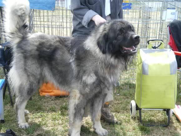 <p>Postu tüylüdür ama Kars köpeği gibi tüyleri karışık değildir. Cidagosu erkeklerde 75-85, dişilerde 65-80 dir. Kilosu erkeklerde 50-70, dişilerde 40-60 arasıdır. Karadeniz dağ köpeği sahibine sadık sürüsüne sadık bir çoban köpeğidir.</p>

<p> </p>
