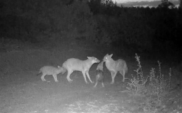 <p>Burdur'da fotokapanla iki kez çakal sürüsü görüntülendi. Görüntülerde, yavru çakalların birbiriyle oynamaları ilgi çekti.</p>
