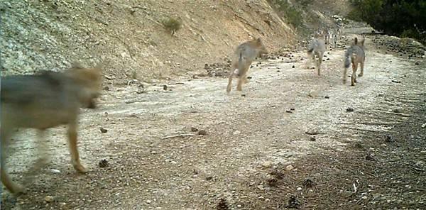 <p>Burdur'da fotokapanla kurt sürüsü görüntülendi. Görüntülerde, yavru kurtların aralarında oynadığı görüldü. </p>
