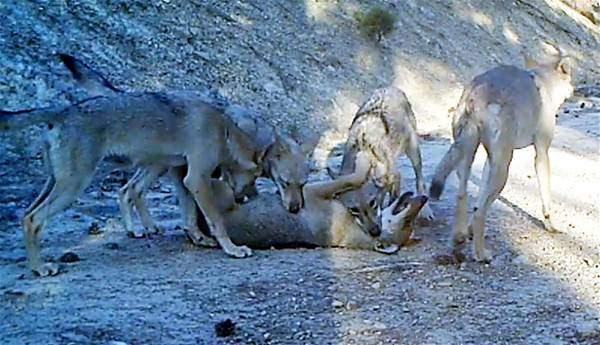 <p>Bugüne kadar bölgede yapılan fotokapan çalışmalarında vaşak, karakulak, kurt, çakal, tilki, yaban domuzu, yaban tavşanı, arap tavşanı, porsuk, kaya sansarı, gelincik, sincap gibi türler tespit edildiğini belirten bölge müdürlüğü yetkilileri, "Kurt, çalışma yapılan tüm alanlarda görülen bir memeli türü. Ancak ülkemizde bir çok alanda insanlar tarafından tehdit olarak görüldüğü için öldürülmüş ya da zehirlenmiş. Bu yüzden nesilleri tehdit altında" dedi.</p>

<p> </p>
