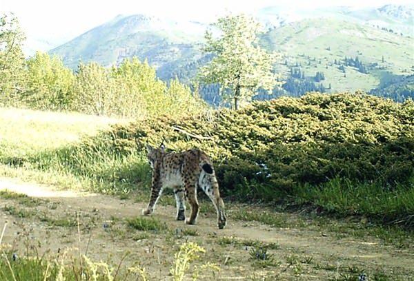 <p>Orman ve Su İşleri Bakanlığı 12. Bölge Müdürlüğü Giresun Şube Müdürlüğü tarafından Alucra ilçesi kırsalında kurulan fotokapan tarafından bir vaşak görüntülenmişti.</p>
