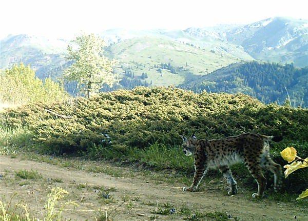 <p>Giresun Orman ve Su İşleri Bakanlığı 12. Bölge Müdürlüğü Giresun Şube Müdürü Ertan Kuduban, Alucra ilçesi kırsalında bir vaşak görüntülendiğini belirterek, ilde vaşak popülasyonunun arttığını bildirdi. </p>

<p> </p>
