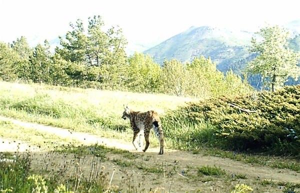 <p>Kuduban, AA muhabirine yaptığı açıklamada, bölgede yaban hayatının gelişimini gözlemek amacıyla il geneline 18 fotokapan kurulduğunu ifade etti. Kuduban, Alucra ilçesine bağlı Doludere köyü kırsalındaki kapanın önceki günlerde bir vaşağı görüntülediğini kaydetti.</p>

<p> </p>
