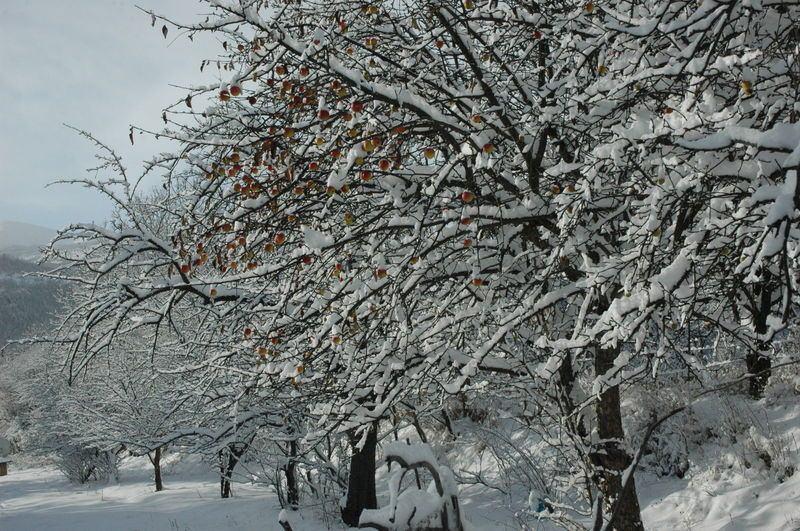 <p>ARDAHAN</p>
