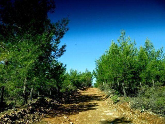 <p>Kanyonun uzunluğu 2 km, genişliği 20-30 metre, yüksekliği ise 115 metredir.</p>
<p> </p>