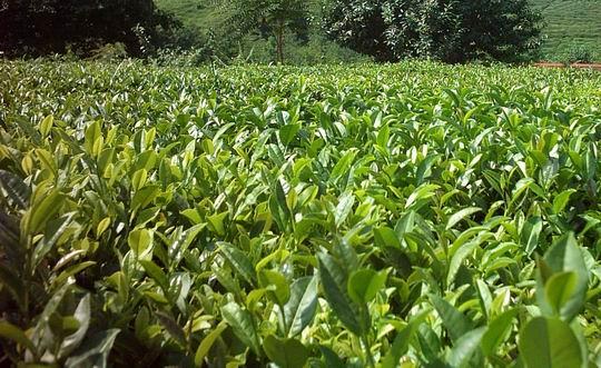 <p>RİZE - Çay</p>

<p> </p>
