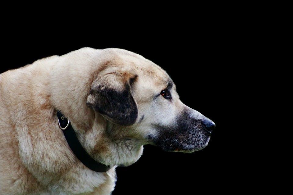 <p>SİVAS - Kangal Köpeği</p>

<p> </p>
