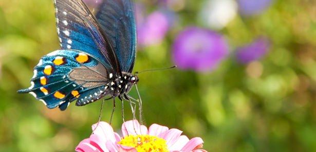 <p>Kelebeklerin fillerin burnuna benzeyen, hortumlu ağızları vardır. Hayatta kalmak için gerekli olan enerjiyi hortum şeklindeki ağızlarıyla çiçeklerden nektar olarak karşılarlar.</p>
