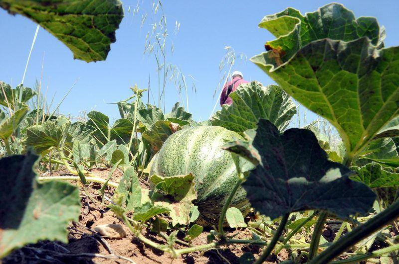 <p>Yozgat'ın Aydıncık ilçesinde yetişen, değişik aroması nedeniyle "yer muzu" olarak da adlandırılan  "bağrı bütün" adlı kavun türünün ekim alanları 2013 yılında başlatılan çalışmaların ardından 1 dönümden 100 dönüme çıktı.</p>
